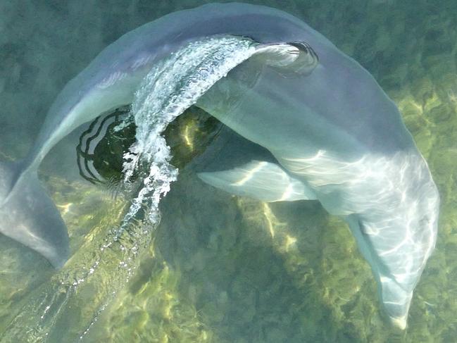 A picture of Port River dolphin Doc in July, when he was in a healthy condition. Pic: Marianna Boorman