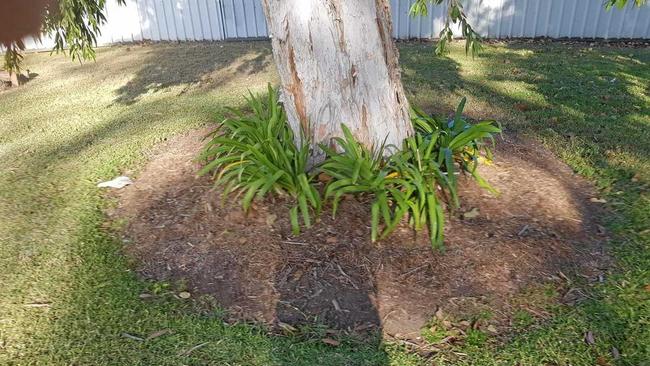 SHOCK DISCOVERY: An empty garden bed from where decorative flowering plants maintained by Ulmarra RSL Sub Branch were removed.