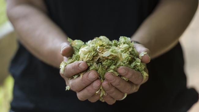 A handful of hops. Picture: Zoe Phillips