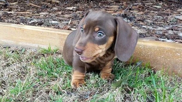 Much-loved dachshund puppy Evie was killed in the care of 32-year-old Frankston South woman April Slight.