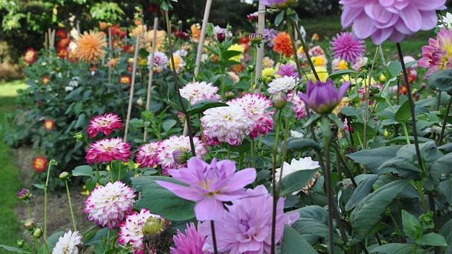 Laura and Owen weeded the Dahlias in the garden in Normandy.