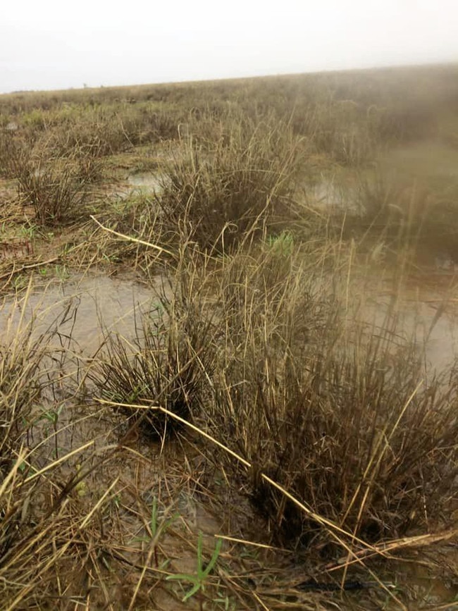 Puddles of water in the grass at Clarafield Station after 265mm of rain. Picture: Facebook