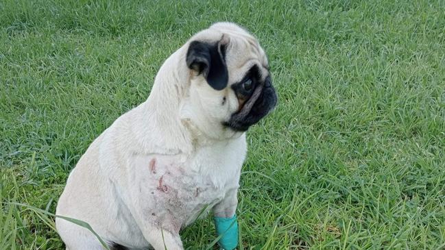 Pug Lexi, owned by Kristel and Marcus. Lexi was attacked by a neighbour's dog on August 4. Picture: GoFundMe.