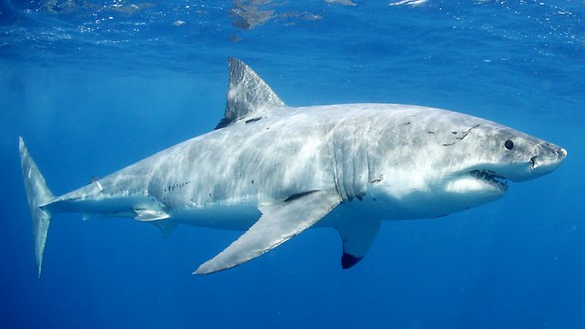 SA shark sightings on par with previous years but use of social media ...