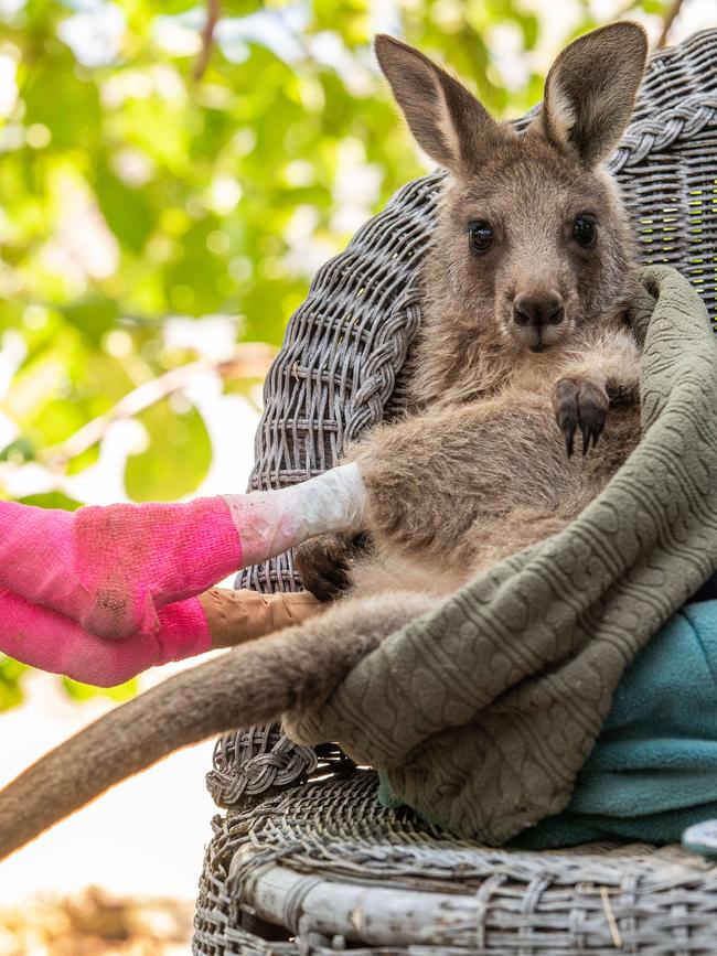 A little joey from the Bunyip fires bandaged at the Emerald Monbulk Wildlife Shelter. Picture: Jason Edwards