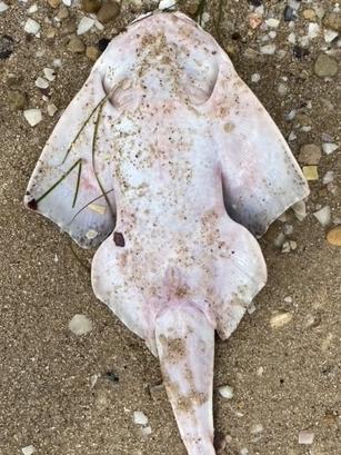 Lochie Cameron, who studied marine biology, said he had never seen a dead angelshark washed up, which was concerning. Picture: Lochie Cameron