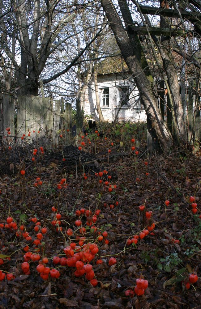 A bear track leads to an abandoned farmstead in a sea of red lantern flowers. Picture: Supplied. Source: Robert Maxwell