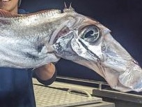 Curtis Peterson from Tiwi Islands Adventures reeled in this creature from the deep during a recent charter. Picture: Fishing Australia TV Facebook.