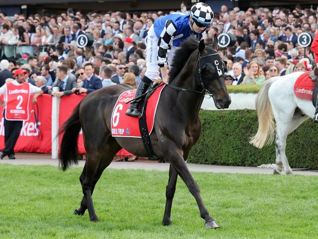 Gold Trip (FR) on the way to the barriers prior to the running of the Ladbrokes Cox Plate at Moonee Valley Racecourse on October 22, 2022 in Moonee Ponds, Australia. (Photo by George Sal/Racing Photos via Getty Images)