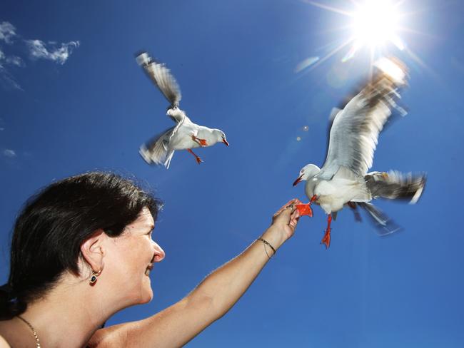 English tourist Sharon Dalrymple-Brae wrangles seagulls at Circular Quay. Photo: Bob Barker.