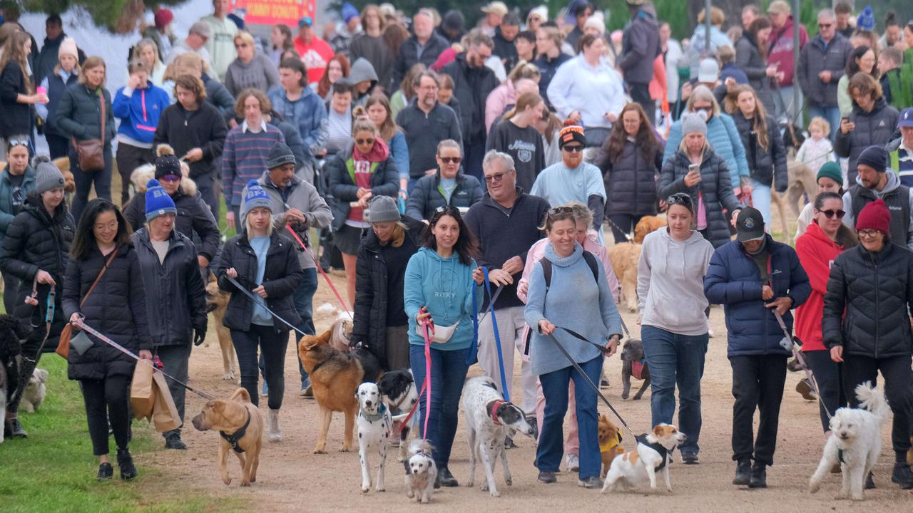 Gallery Million Paws Walk Geelong 2022 Herald Sun