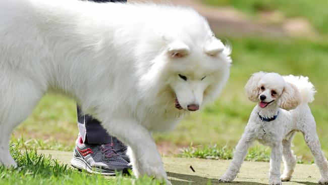 Dogs of all sizes play in Greenway Dog Park at Cherrybrook. Picture: Troy Snook