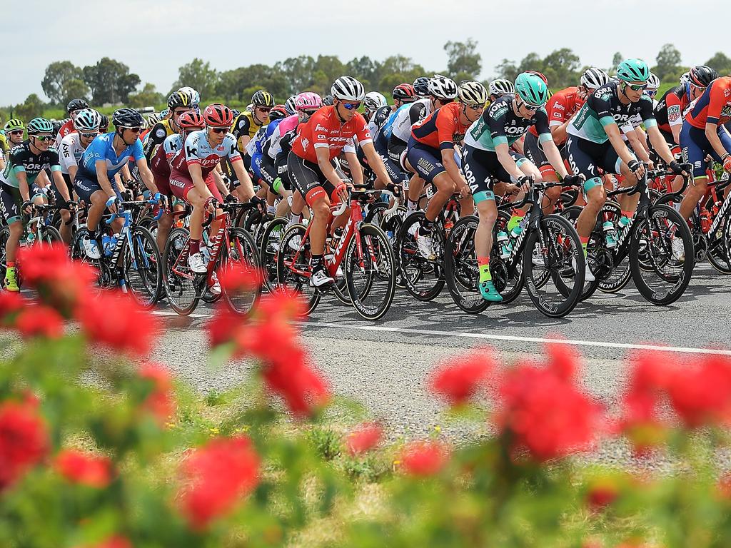 The peleton passing Main Road in McLaren Vale. Photo: Daniel Kalisz/Getty Images