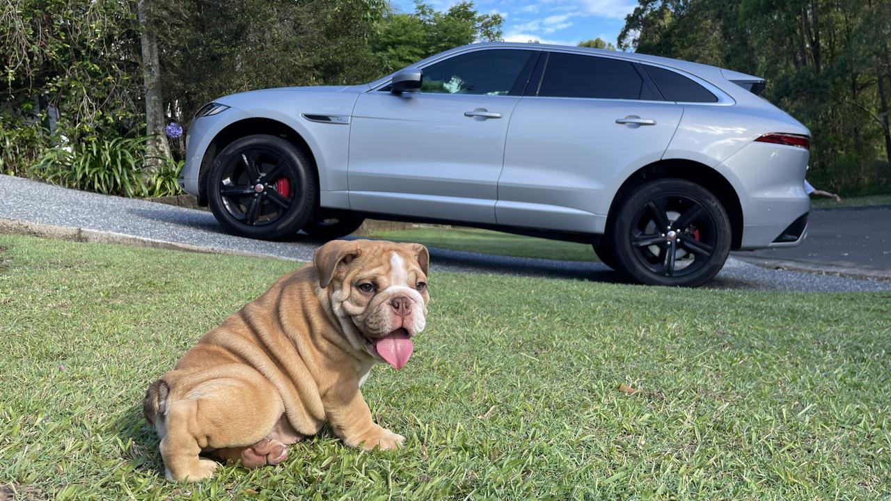 Sterling the bulldog with the Jaguar F-Pace R-Dynamic SE D300.