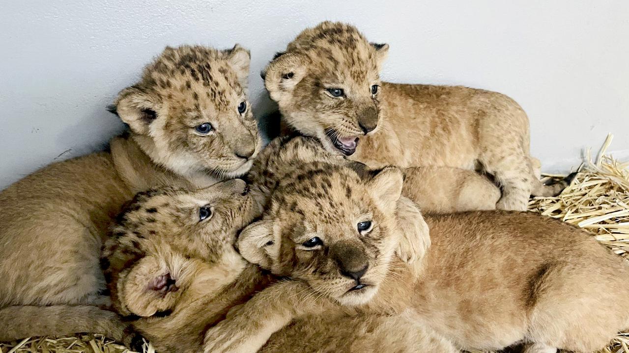 Taronga Zoo’s new lion cubs growing quickly as staff ask for help in ...