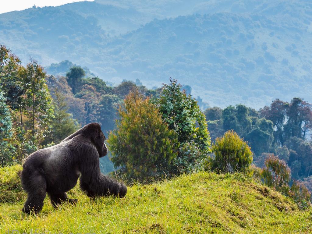 Mountain Gorilla in Rwanda. Picture Daryl Balfour/ Remembering Great Apes