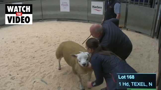 Sheep sells for record $666k