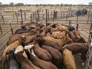 A billion-dollar live export deal with China will help restore confidence in NT cattle farmers.