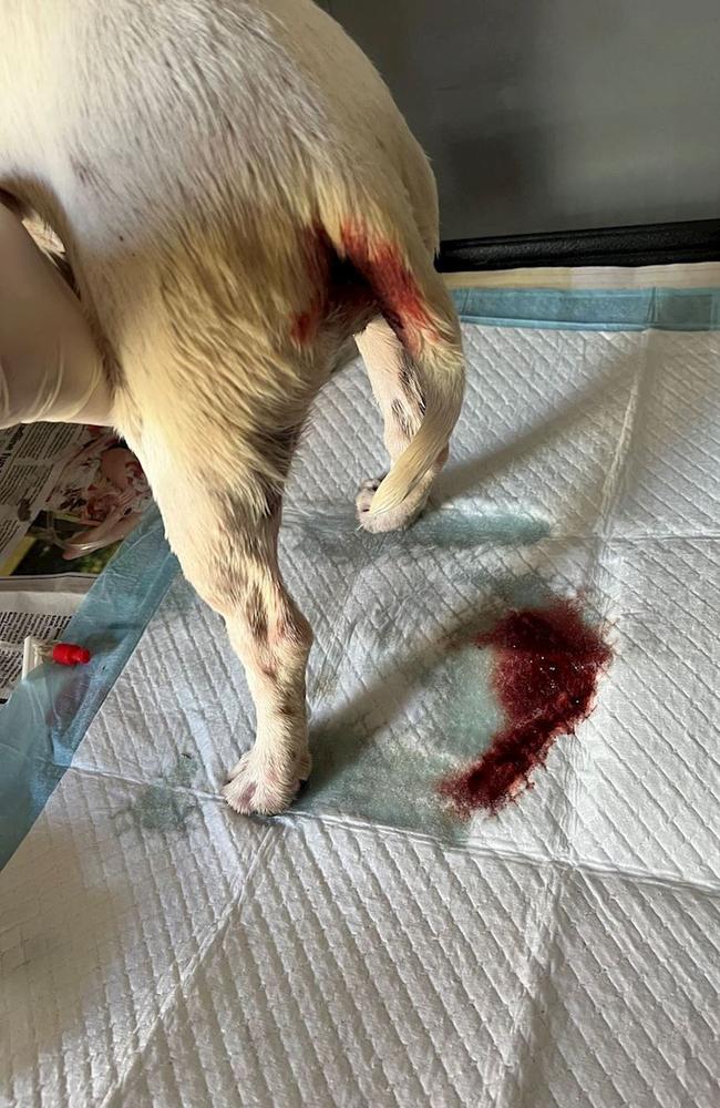 A dog with parvo being treated at Gold City Vets