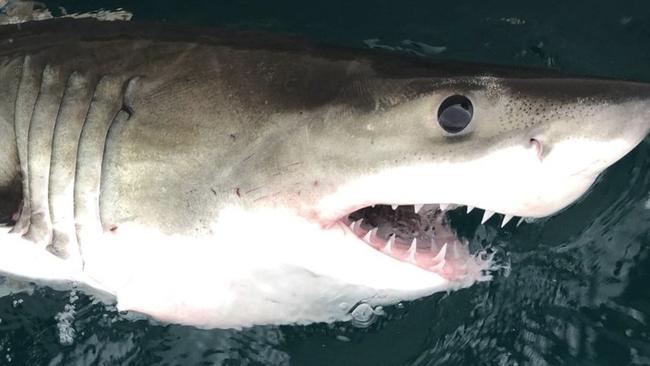 A great white shark caught on a SMART drum line off the beach.