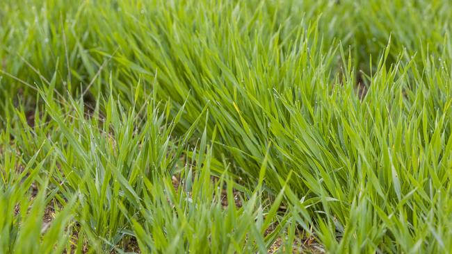 A crop of barley at Raywood. Picture: Zoe Phillips