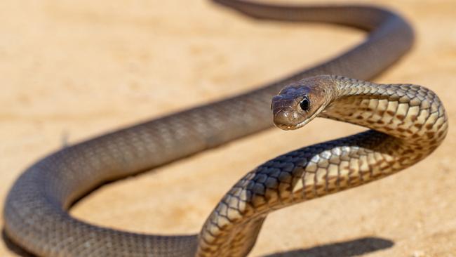 An Australian Eastern Brown Snake killed two pet dogs in Taylors Lakes, Melbourne, on Sunday.