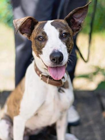 Bull terrier cross store kelpie