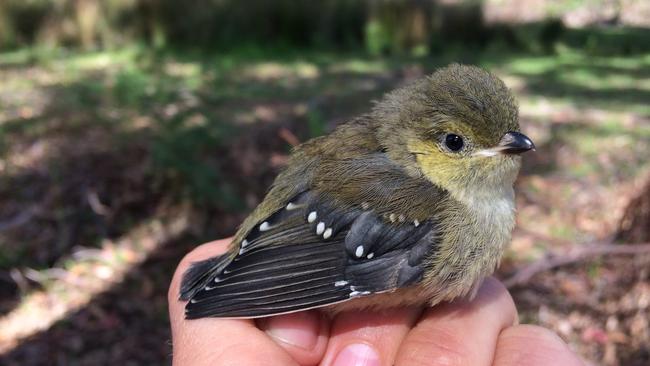 Forty-spotted pardalote - pic by ANU researchers who have discovered a new way to help birds fumigate their own nests to protect chicks from parasites, using chicken feather dispensers with feathers laced with bird-friendly insecticide. The birds take the feathers to make their nests, thus protecting their chicks from parasites