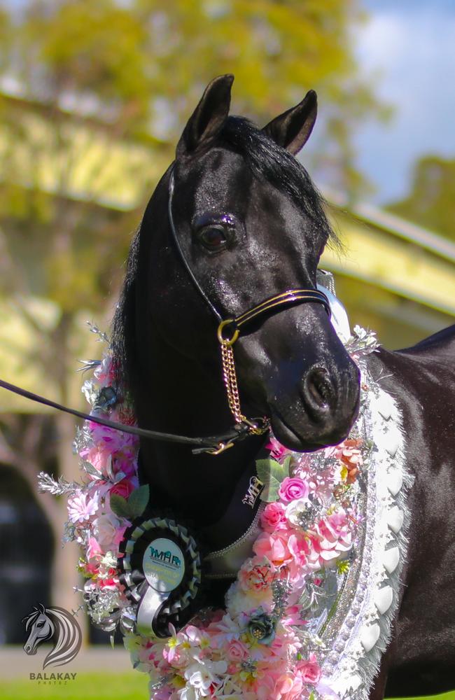 A photo taken by Mr Coomber of an LH gelding named Wynston after winning the SNR LH in nationals last year, owned by Carmel Thomas. Photo: Balakay Photoz Equine Photography