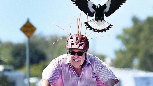 Magpie month - Ulladulla visitor Jim Hendrickson on the mobility corridor at Urangan between Dayman and Miller Sts. Picture: Alistair Brightman