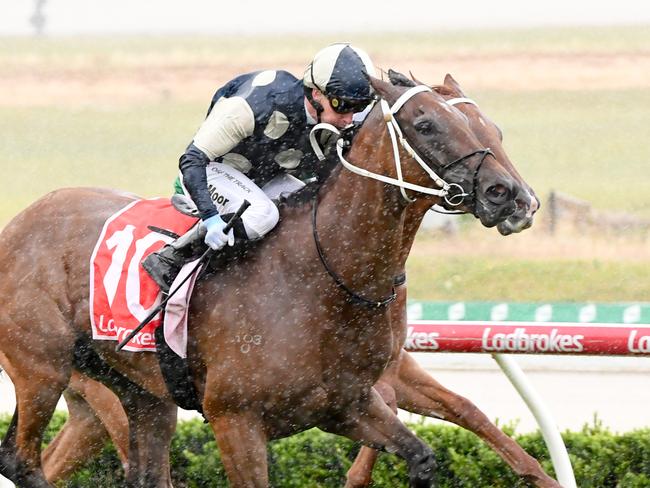 Littlebirdie can bounce back to winning form when he heads to The Valley on Friday night. Picture: Racing Photos via Getty Images.