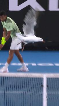 Seagull stops Aussie Open game and quickly steals the show