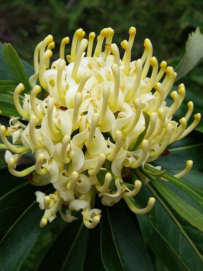 Shady Lady Yellow Waratah.