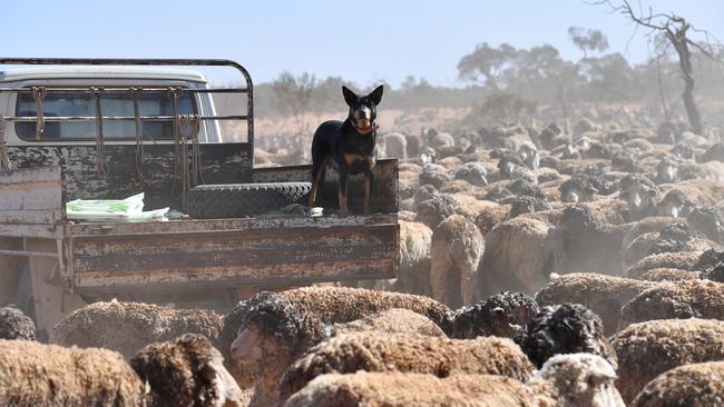 A Kelpie keeps an eye out over the stock. AAP Image/David Mariuz