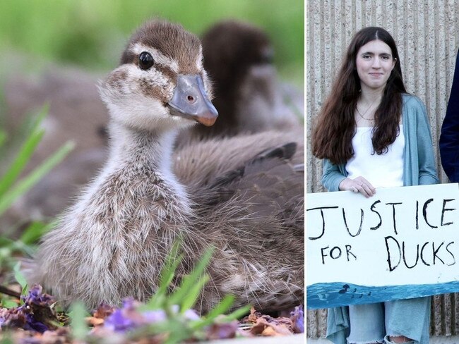 What the? Duck quack-tivist uprising after mother killed at uni