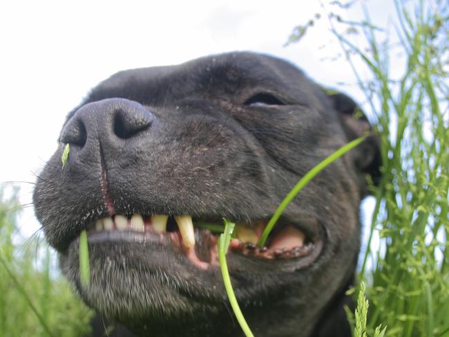 Dog Eating Grass