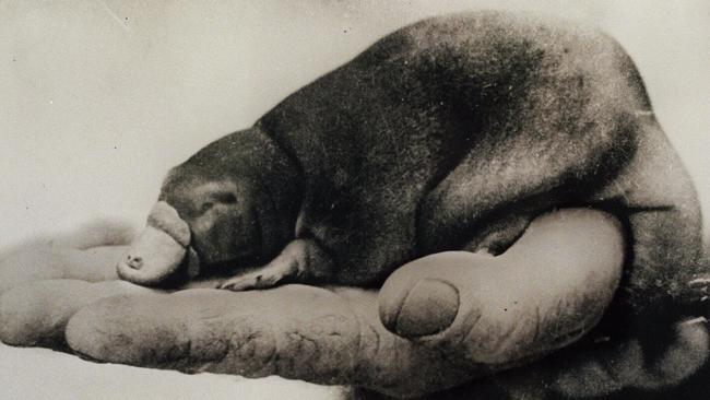 The first platypus born in captivity on the hand of David Fleay. Picture: Fleay Family