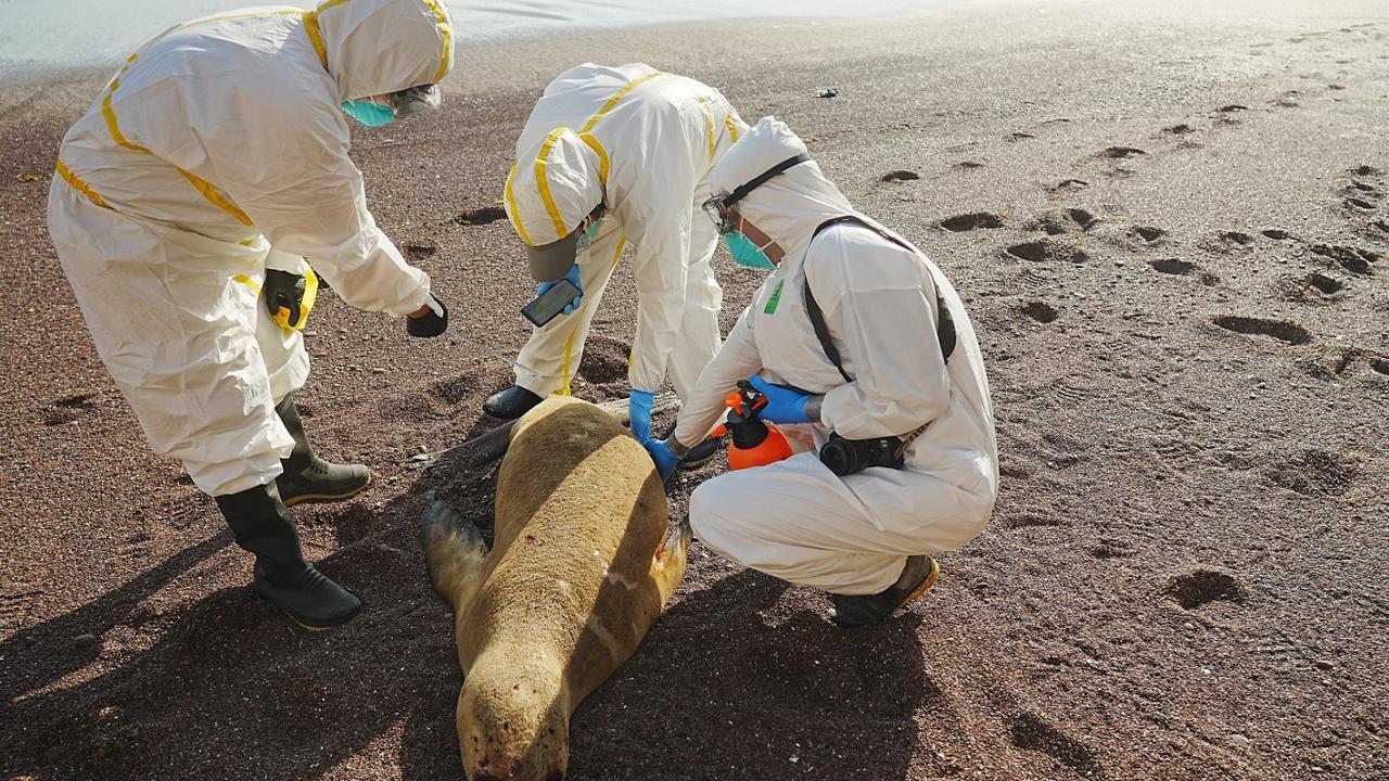 Australia braces for ‘catastrophic’ bird flu strain after mass wildlife deaths overseas