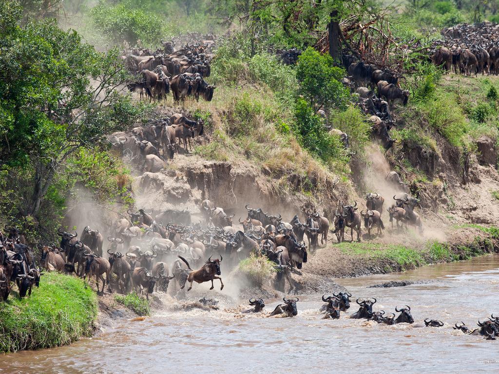 Wildebeest Migration, Serengeti, Tanzania. Picture: Will Burrard Lucas/topwilldlifesites.com