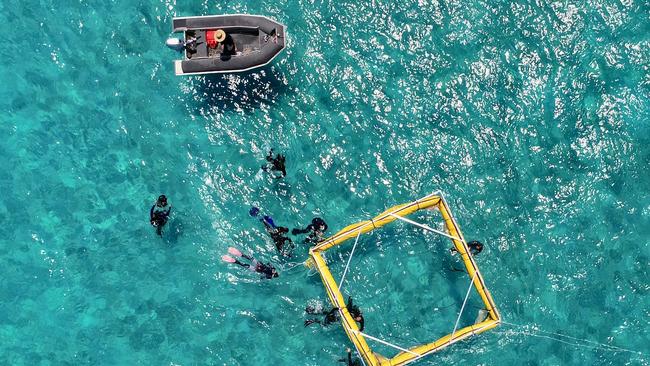 Setting up larval pool floats. Picture: Great Barrier Reef Foundation