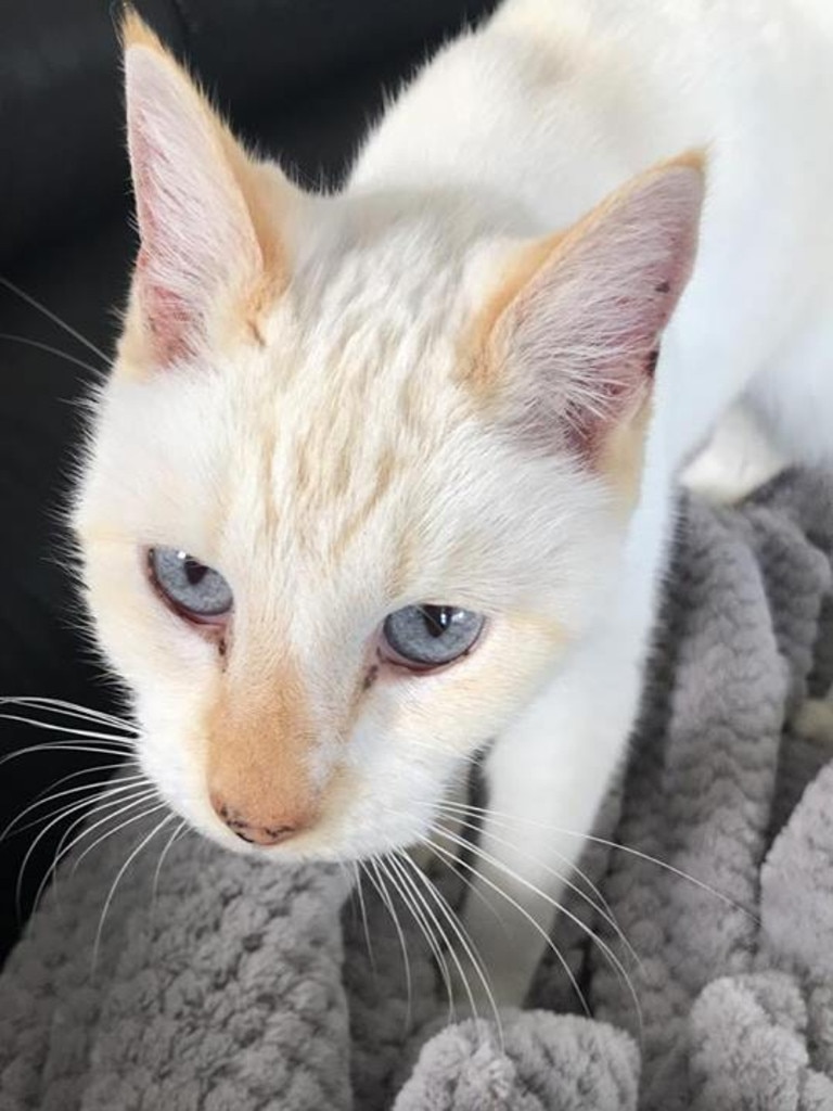 Townsville’s 75 cutest cats | The Courier Mail