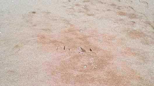 The footprints are baffling Bundaberg. Picture: Tony Weiss