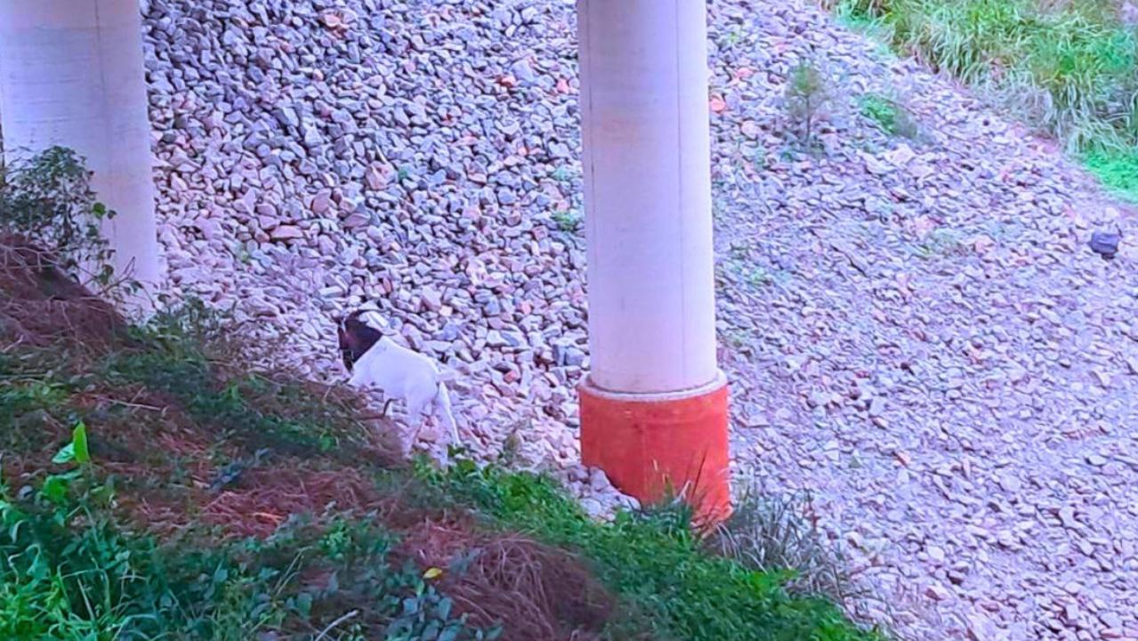 Steve The Goat Unites Jimboomba After Rspca Logan Council Investigation The Advertiser 5151