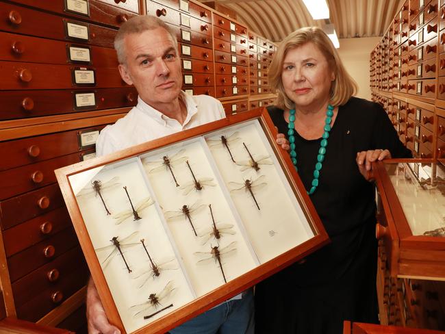 3/2/20: Kim Mckay, director of the Australian Museum and Dr Chris Reid, principal entomologist with 'Petalura Gigantea' or giant dragonfly's endangered specimens at the Australian Museum in Sydney. John Feder/The Australian.