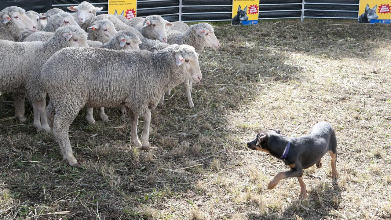 Working Kelpies of Kirkcaldy at Farmfest. Photo Nev Madsen / The Chronicle