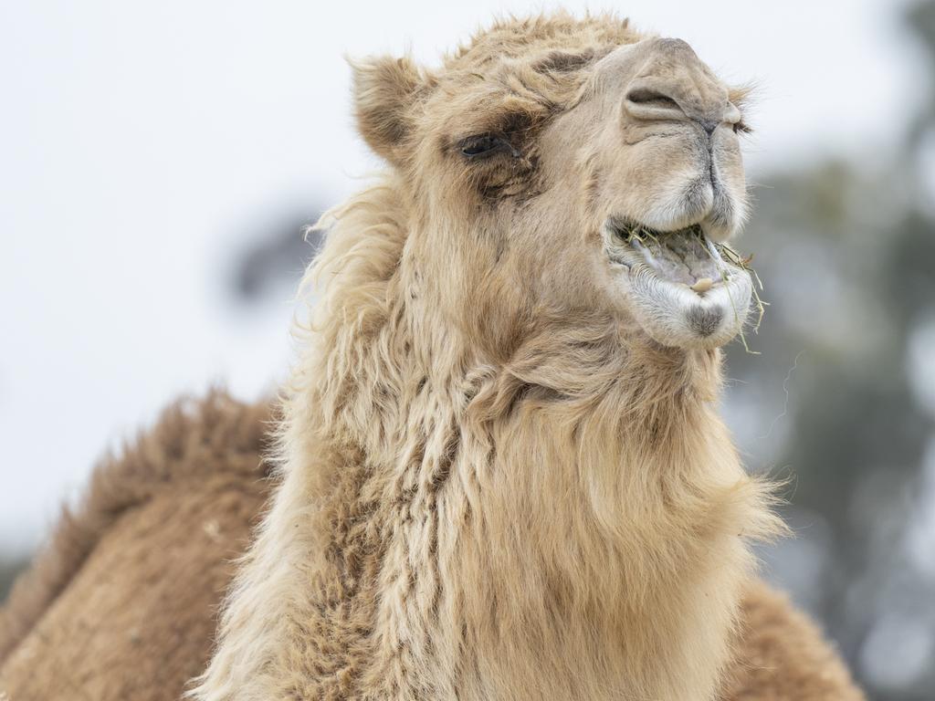 KIDS NEWS 2025: Saffron the camel from Werribee Open Range Zoo. Picture: supplied