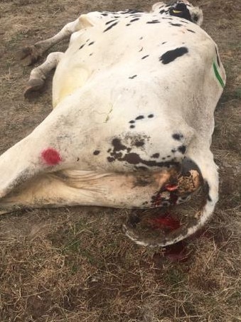 One of the Guastella's cows after the alleged zinc contamination