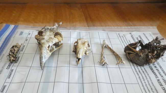 A land owner and farm manager were involved in the baiting of Wedge-tailed eagles using sheep carcasses laced with an insecticide. Picture: DELWP