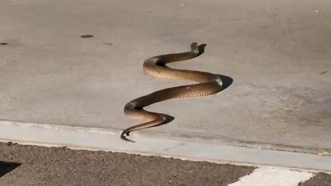 An eastern brown snake has been spotted in the carpark of ALDI at Adelaide Airport. Pics: 7News