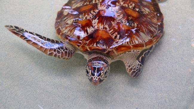 Six of the world's seven species of marine turtle can be found off the Queensland coast, with five of these species listed as vulnerable, endangered or critically endangered by the International Union for the Conservation of Nature and Natural Resources. Picture: Eco Barge Clean Seas.